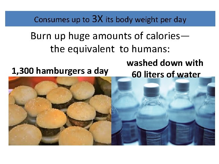 Consumes up to 3 X its body weight per day Burn up huge amounts