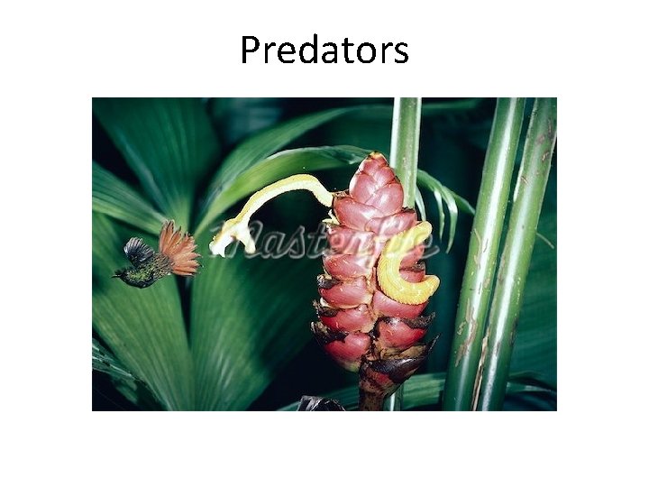 Predators 