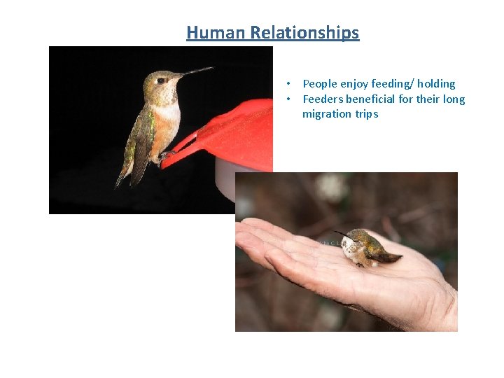 Human Relationships • People enjoy feeding/ holding • Feeders beneficial for their long migration