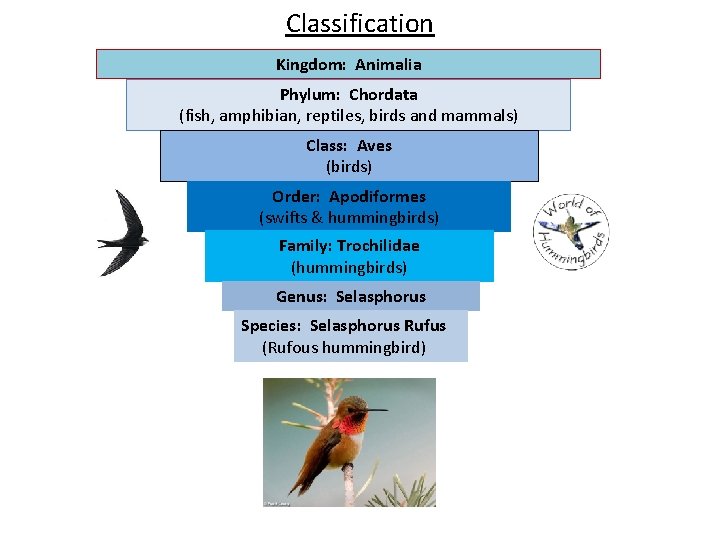 Classification Kingdom: Animalia Phylum: Chordata (fish, amphibian, reptiles, birds and mammals) Class: Aves (birds)