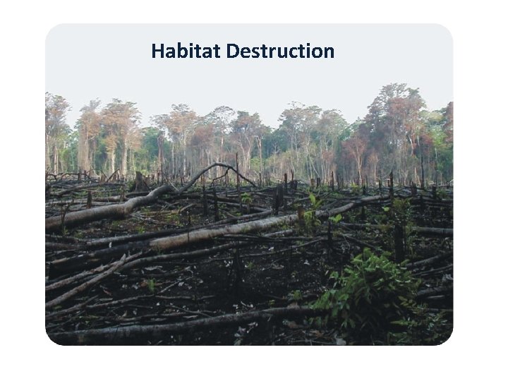 Habitat Destruction 