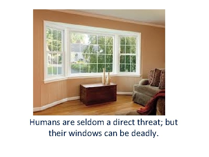 Humans are seldom a direct threat; but their windows can be deadly. 