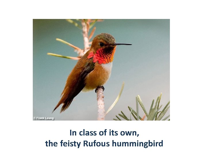 In class of its own, the feisty Rufous hummingbird 