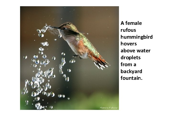 A female rufous hummingbird hovers above water droplets from a backyard fountain. 