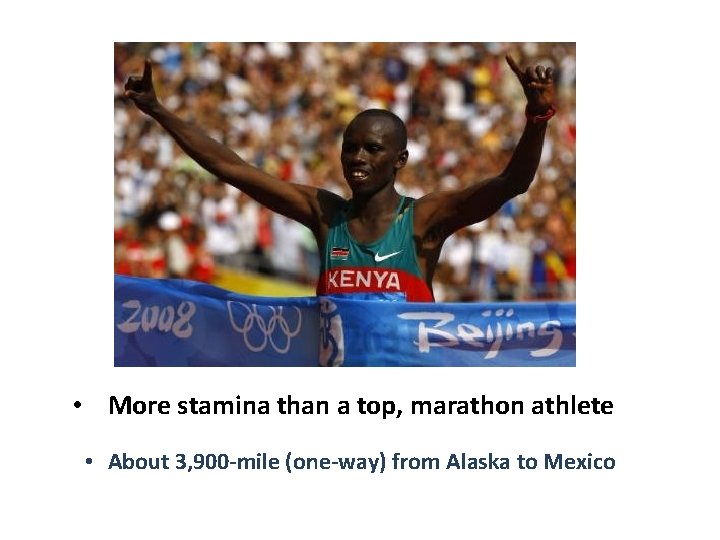  • More stamina than a top, marathon athlete • About 3, 900 -mile