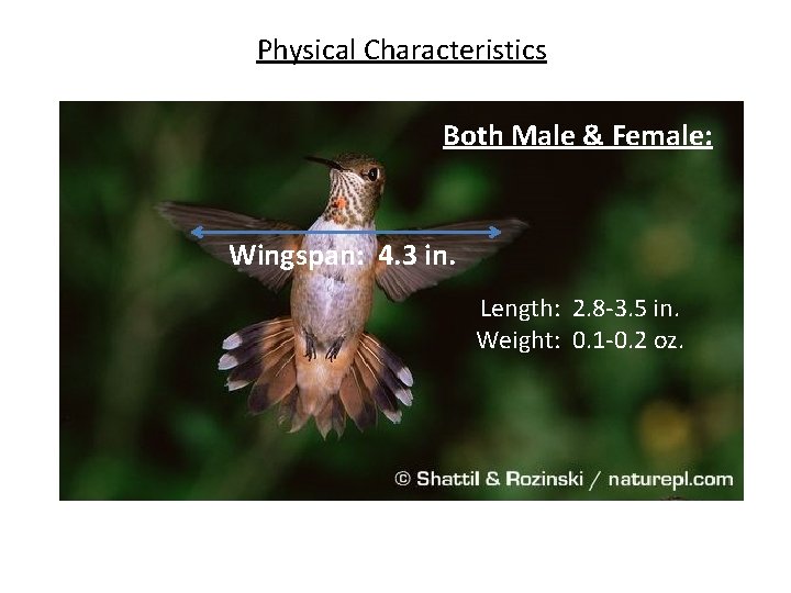 Physical Characteristics Both Male & Female: Wingspan: 4. 3 in. Length: 2. 8 -3.