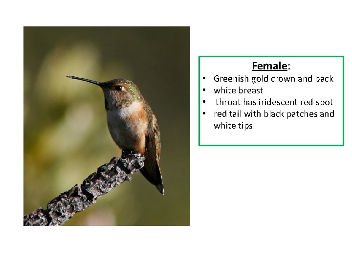 Female: • • Greenish gold crown and back white breast throat has iridescent red