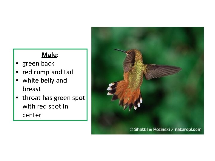  • • Male: green back red rump and tail white belly and breast