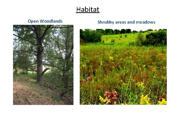 Habitat Open Woodlands Shrubby areas and meadows 