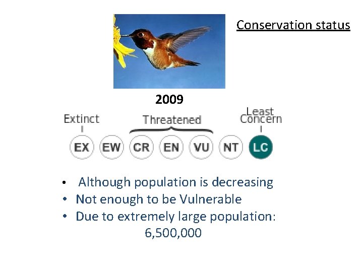 Conservation status 2009 • Although population is decreasing • Not enough to be Vulnerable