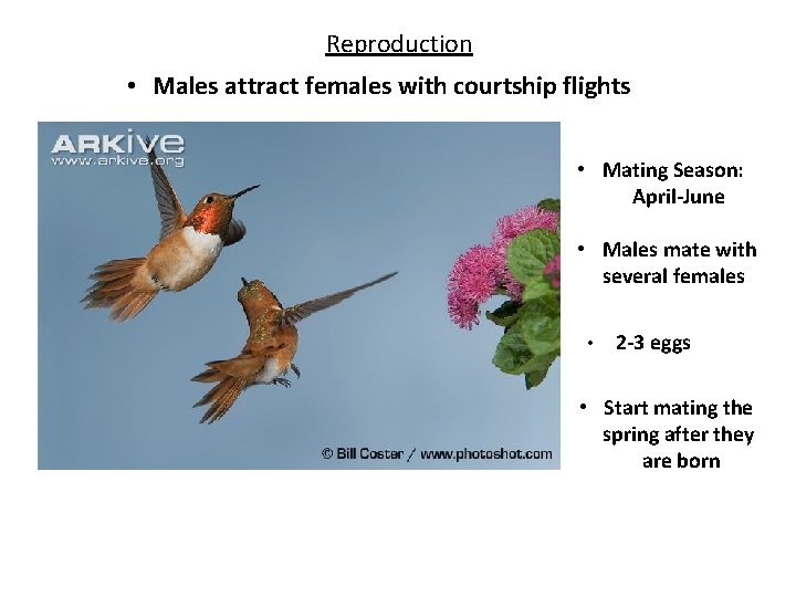 Reproduction • Males attract females with courtship flights • Mating Season: April-June • Males