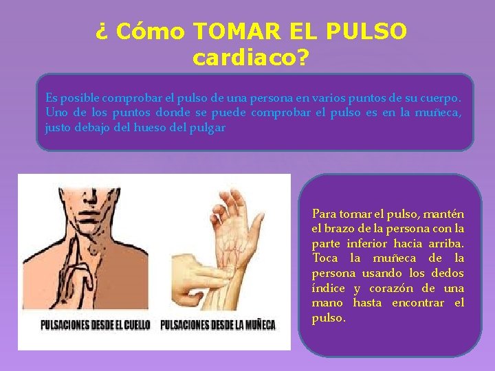 ¿ Cómo TOMAR EL PULSO cardiaco? Es posible comprobar el pulso de una persona