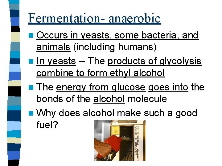 Fermentation- anaerobic n Occurs in yeasts, some bacteria, and animals (including humans) n In