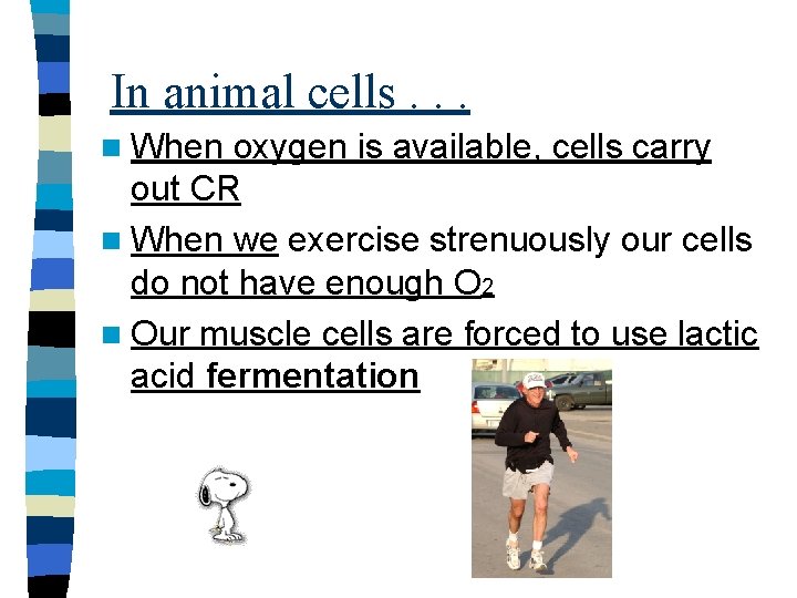 In animal cells. . . n When oxygen is available, cells carry out CR