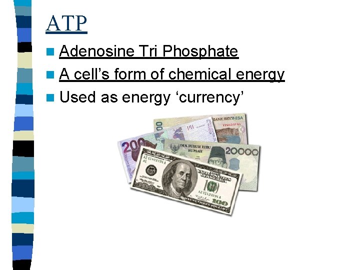 ATP n Adenosine Tri Phosphate n A cell’s form of chemical energy n Used