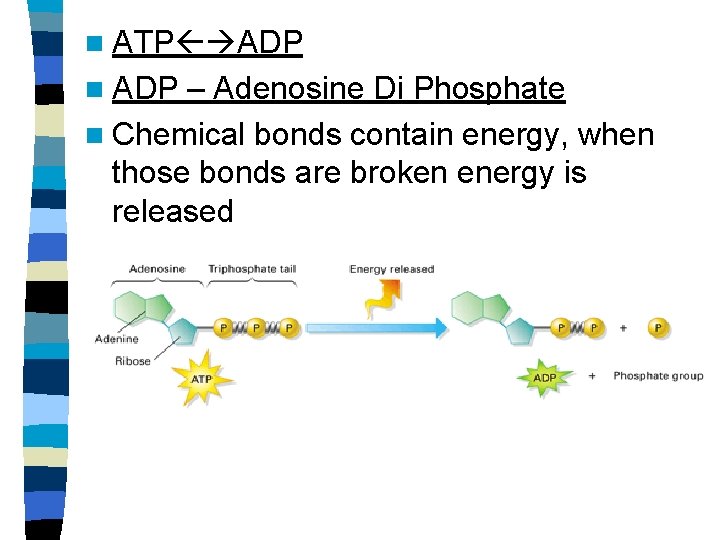 n ATP ADP n ADP – Adenosine Di Phosphate n Chemical bonds contain energy,