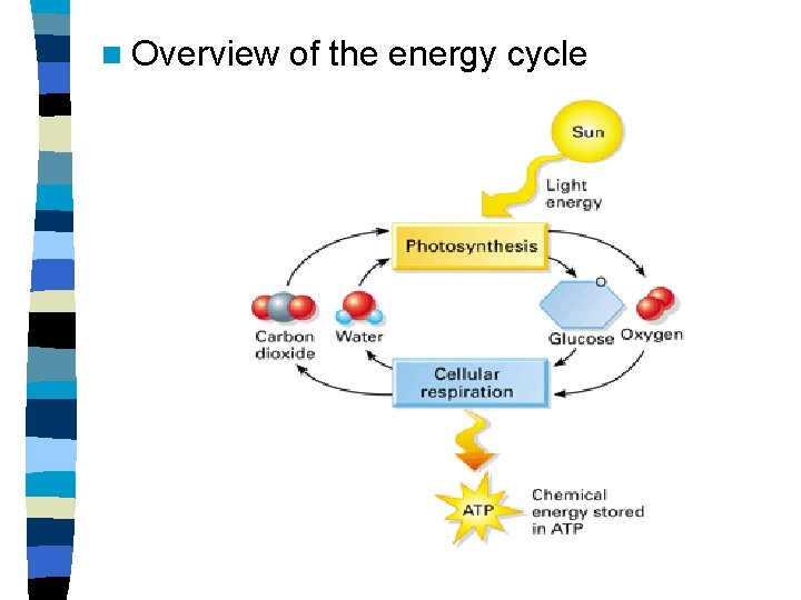 n Overview of the energy cycle 