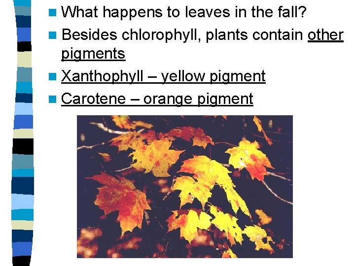 n What happens to leaves in the fall? n Besides chlorophyll, plants contain other