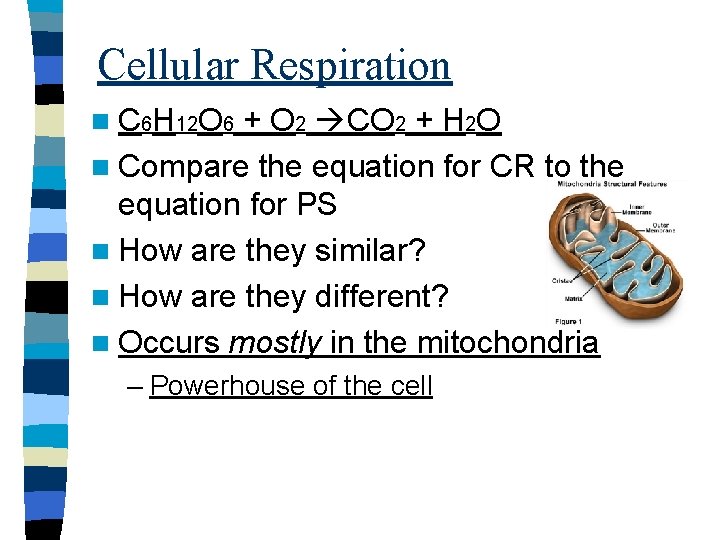 Cellular Respiration n C 6 H 12 O 6 + O 2 CO 2