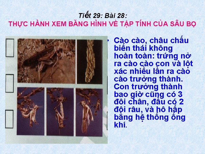 Tiết 29: Bài 28: THỰC HÀNH XEM BĂNG HÌNH VỀ TẬP TÍNH CỦA S