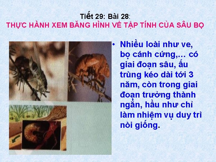 Tiết 29: Bài 28: THỰC HÀNH XEM BĂNG HÌNH VỀ TẬP TÍNH CỦA S