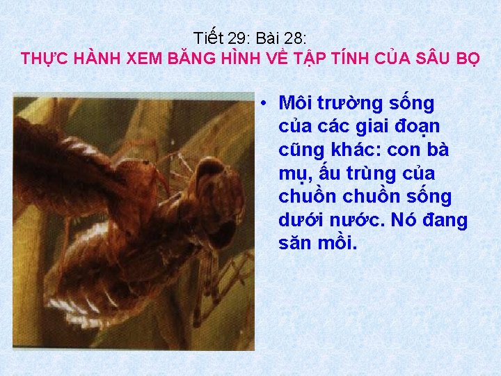 Tiết 29: Bài 28: THỰC HÀNH XEM BĂNG HÌNH VỀ TẬP TÍNH CỦA S