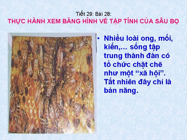 Tiết 29: Bài 28: THỰC HÀNH XEM BĂNG HÌNH VỀ TẬP TÍNH CỦA S