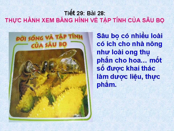 Tiết 29: Bài 28: THỰC HÀNH XEM BĂNG HÌNH VỀ TẬP TÍNH CỦA S