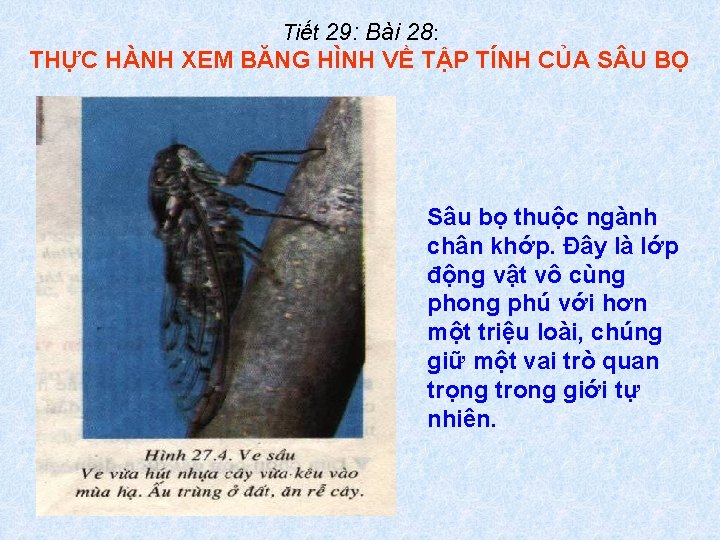 Tiết 29: Bài 28: THỰC HÀNH XEM BĂNG HÌNH VỀ TẬP TÍNH CỦA S