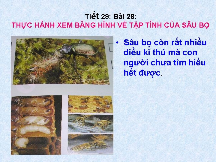 Tiết 29: Bài 28: THỰC HÀNH XEM BĂNG HÌNH VỀ TẬP TÍNH CỦA S