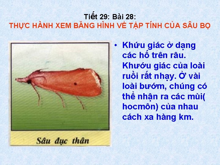 Tiết 29: Bài 28: THỰC HÀNH XEM BĂNG HÌNH VỀ TẬP TÍNH CỦA S