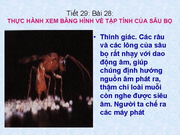 Tiết 29: Bài 28: THỰC HÀNH XEM BĂNG HÌNH VỀ TẬP TÍNH CỦA S