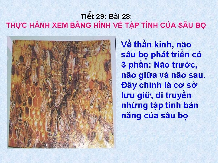 Tiết 29: Bài 28: THỰC HÀNH XEM BĂNG HÌNH VỀ TẬP TÍNH CỦA S