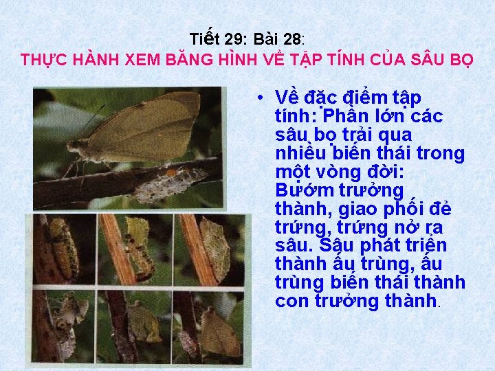 Tiết 29: Bài 28: THỰC HÀNH XEM BĂNG HÌNH VỀ TẬP TÍNH CỦA S