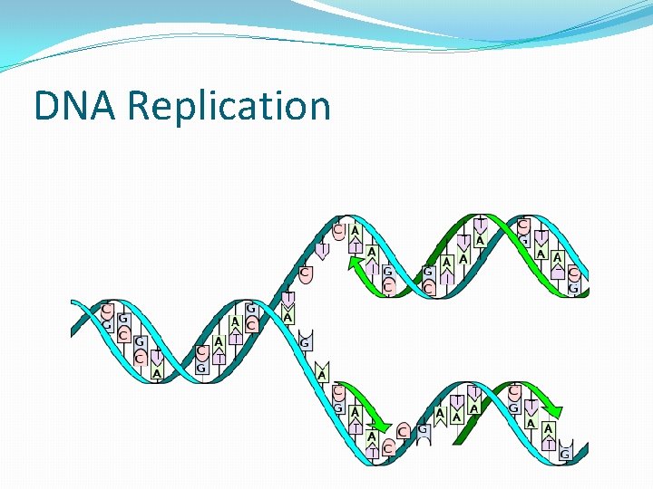DNA Replication 