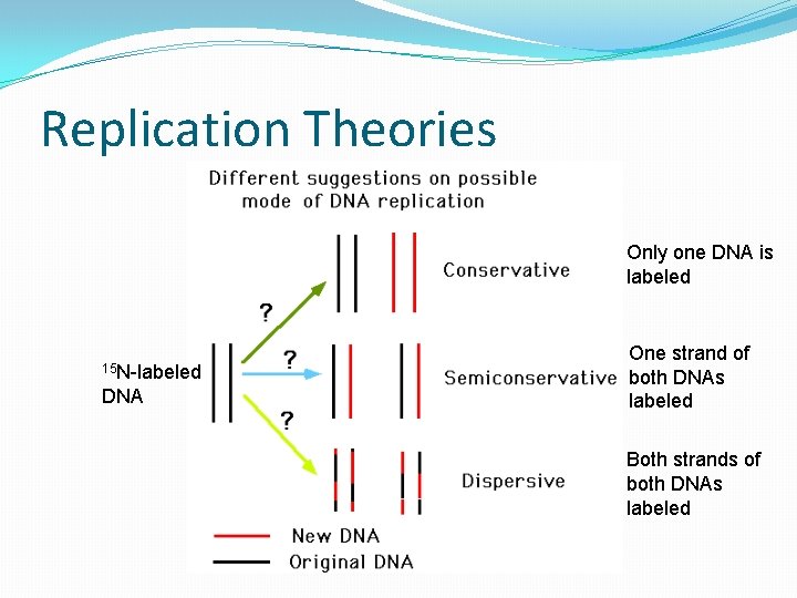 Replication Theories Only one DNA is labeled 15 N-labeled DNA One strand of both