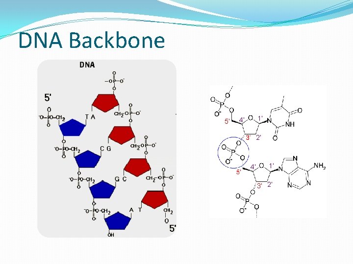 DNA Backbone 5’ 1’ 4’ 2’ 4’ 1’ 3’ 2’ 