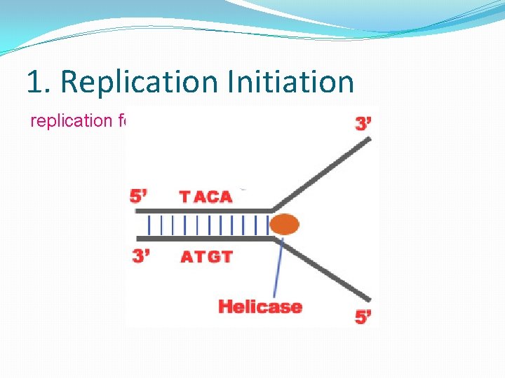 1. Replication Initiation replication fork – 