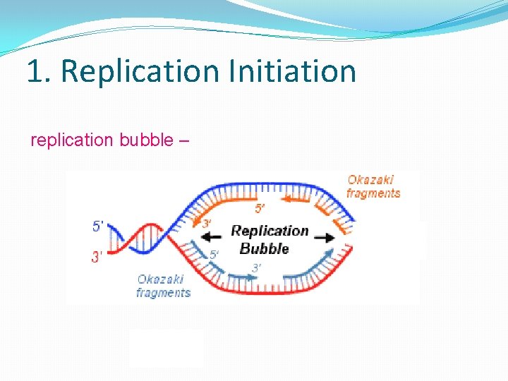 1. Replication Initiation replication bubble – 