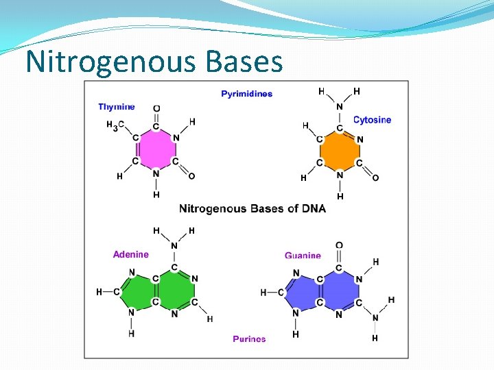 Nitrogenous Bases 