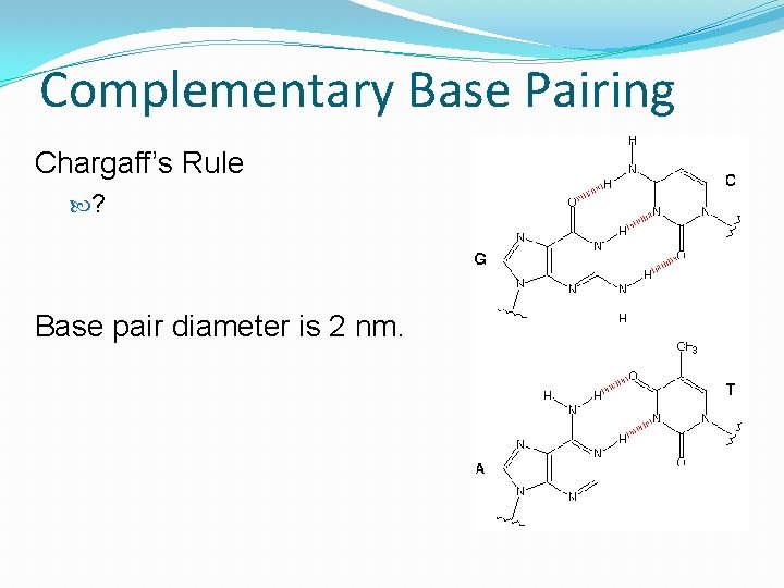 Complementary Base Pairing Chargaff’s Rule ? Base pair diameter is 2 nm. 