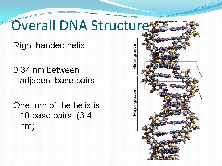 Overall DNA Structure Right handed helix 0. 34 nm between adjacent base pairs One
