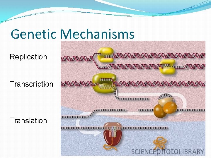 Genetic Mechanisms Replication Transcription Translation 