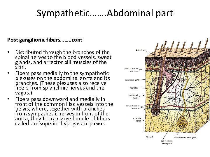 Sympathetic……. Abdominal part Post gangilionic fibers……. . cont • Distributed through the branches of