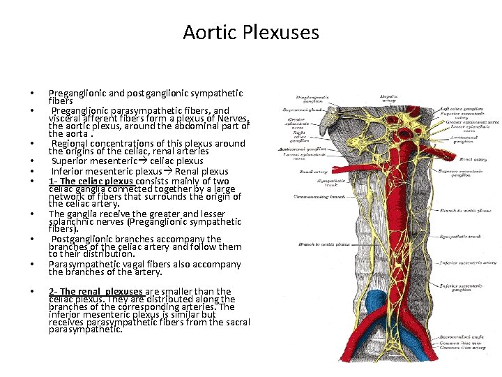 Aortic Plexuses • • • Preganglionic and postganglionic sympathetic fibers Preganglionic parasympathetic fibers, and