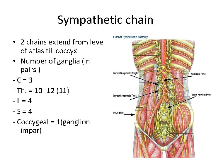 Sympathetic chain • 2 chains extend from level of atlas till coccyx • Number