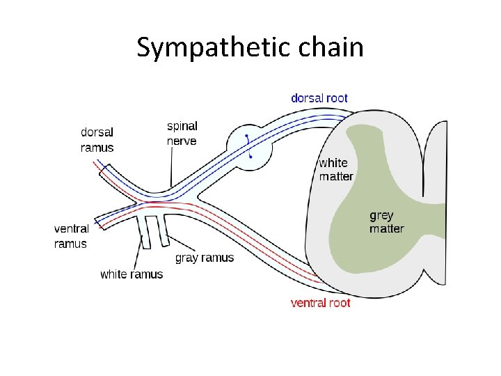 Sympathetic chain 