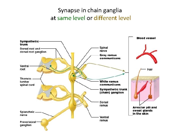 Synapse in chain ganglia at same level or different level 18 