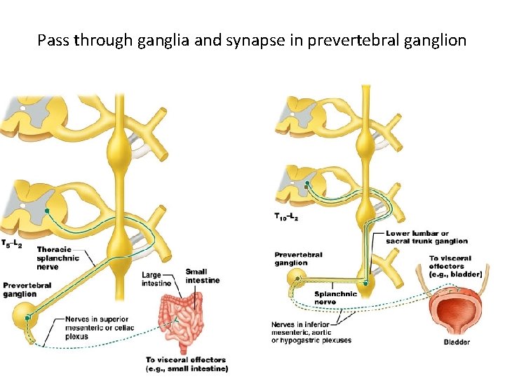 Pass through ganglia and synapse in prevertebral ganglion 19 