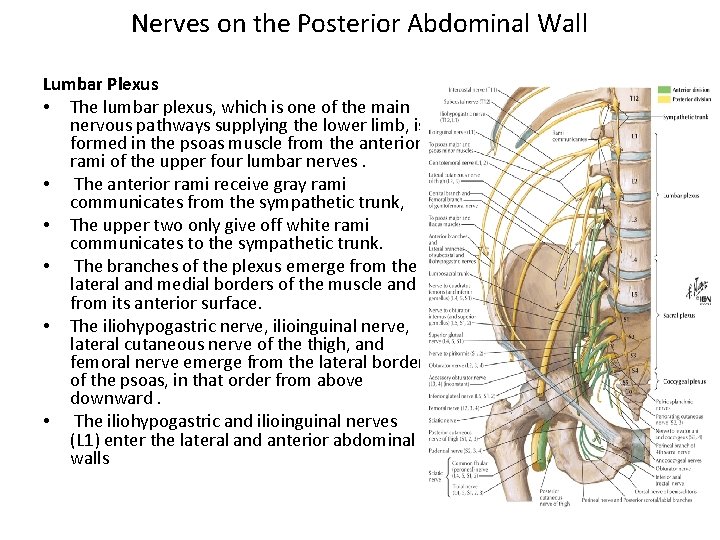 Nerves on the Posterior Abdominal Wall Lumbar Plexus • The lumbar plexus, which is